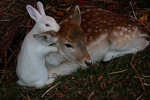 Bunny and Deer