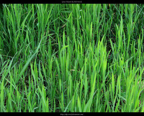 Grass Texture