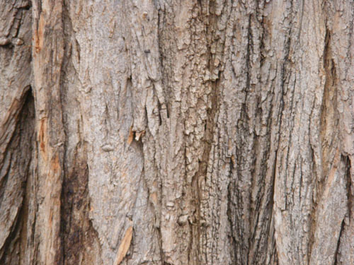 Tree Wood Texture